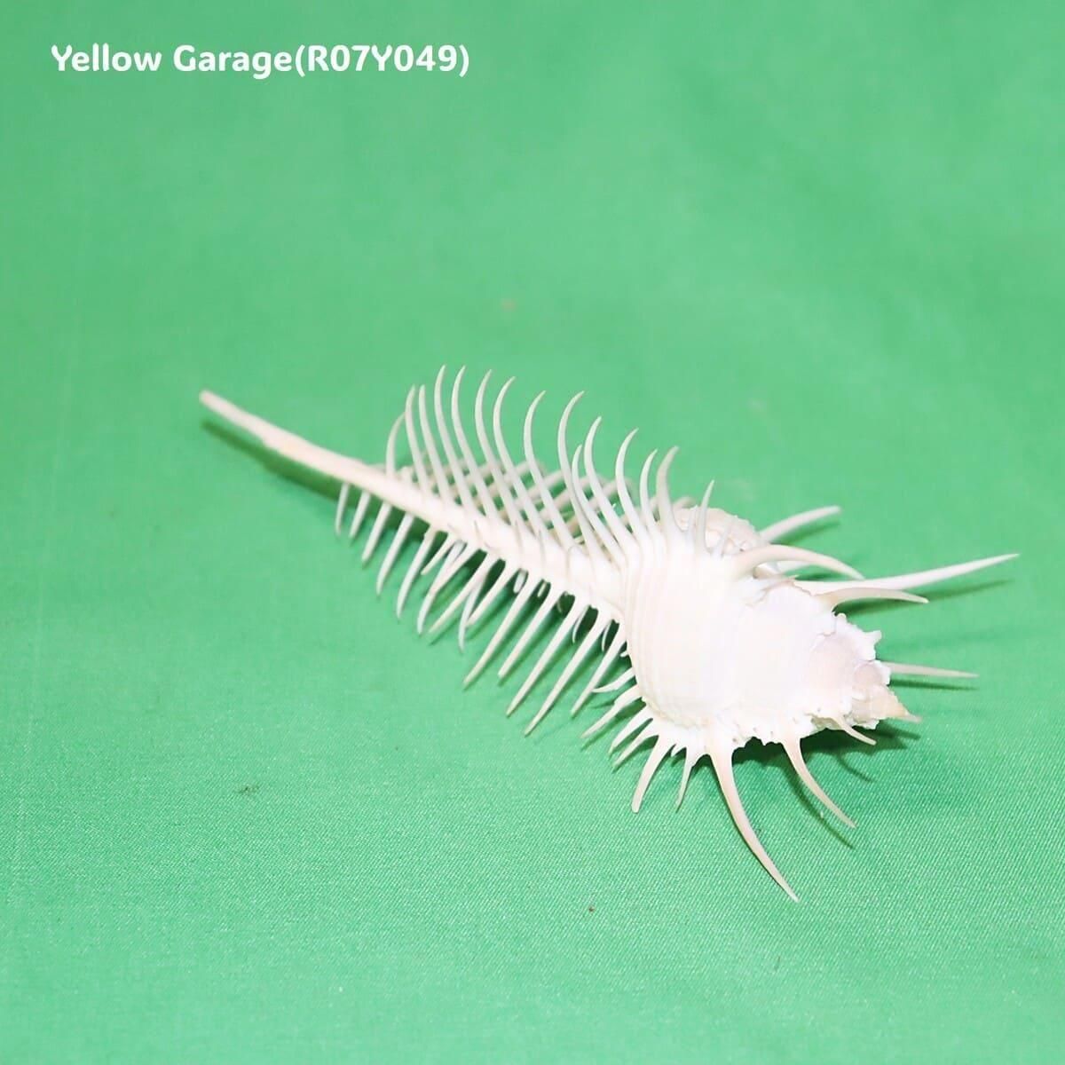  ʥࡦߥ塼åVenus Comb Murex˳ 12cmŷ ɸܡƥꥢ