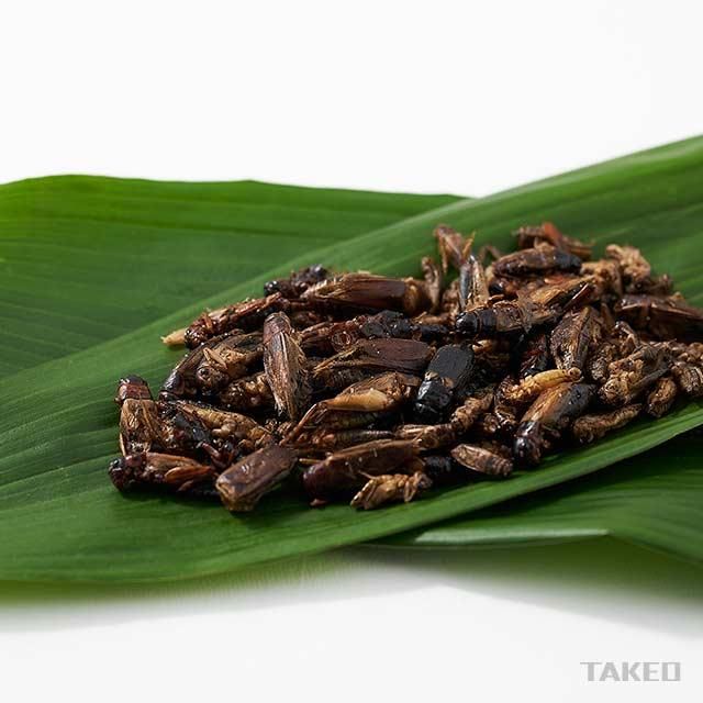 コオロギミックス イエコ フタホシ ジャマコ 15g 昆虫食のtakeo 通販 実店舗 製造 養殖 研究 コオロギミックス イエコ フタホシ ジャマコ 15g 昆虫食のtakeo 通販 実店舗 製造 養殖 研究