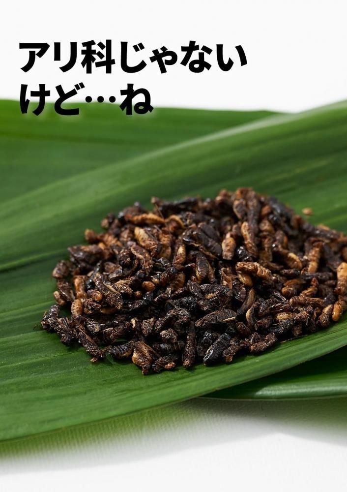 シロアリ 10g（ゴキブリ目）