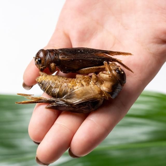 󥪥Brachytrupes portentosus15g佪λʡ