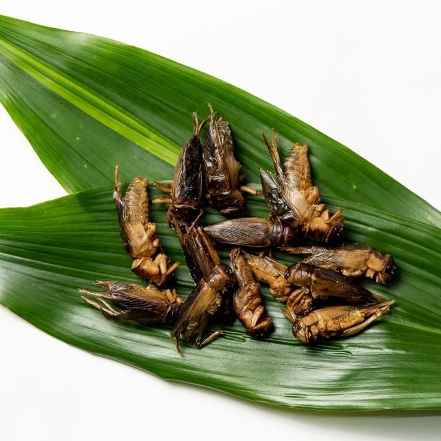 󥪥Brachytrupes portentosus15g佪λʡ