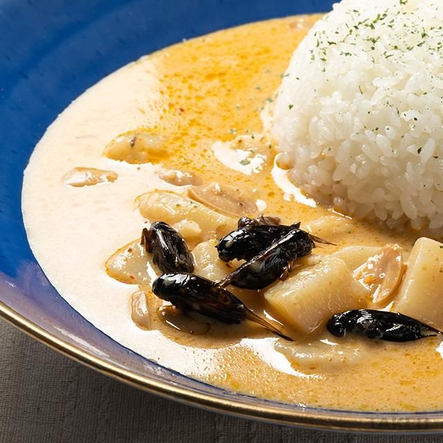 こおろぎカレー | 甘口のマッサマン風 - 昆虫食のTAKEO｜通販