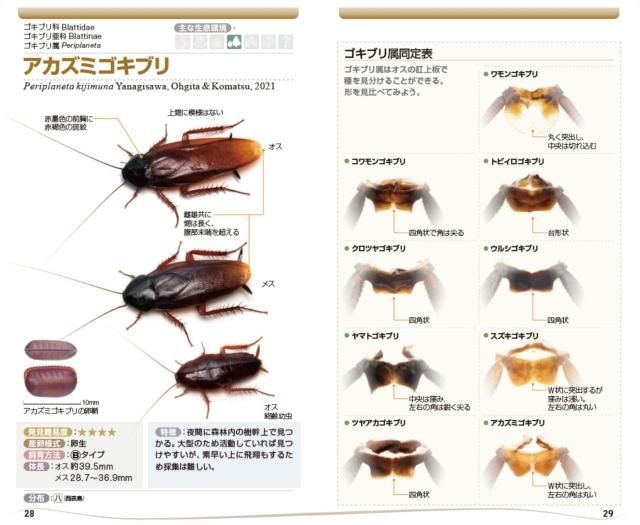 ゴキブリハンドブック | ゴキブリ全64種図鑑 - 昆虫食のTAKEO｜通販