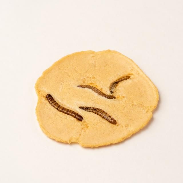 Ф٤ 㥤Υߥॷޥ佪λʡ