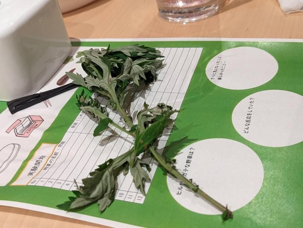 ڥ٥ȿ֥ۡҥμ¸ with ޥˡ2025