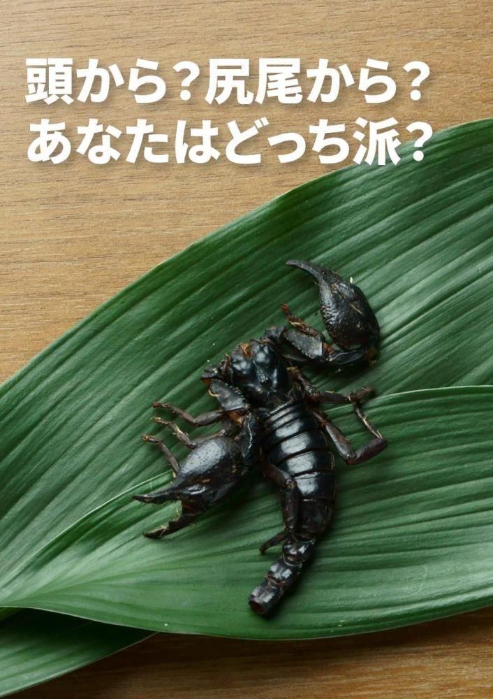 サソリ アジアンフォレストスコーピオン 昆虫食のtakeo 通販 実店舗 製造 養殖 研究 サソリ アジアンフォレストスコーピオン 昆虫食のtakeo 通販 実店舗 製造 養殖 研究