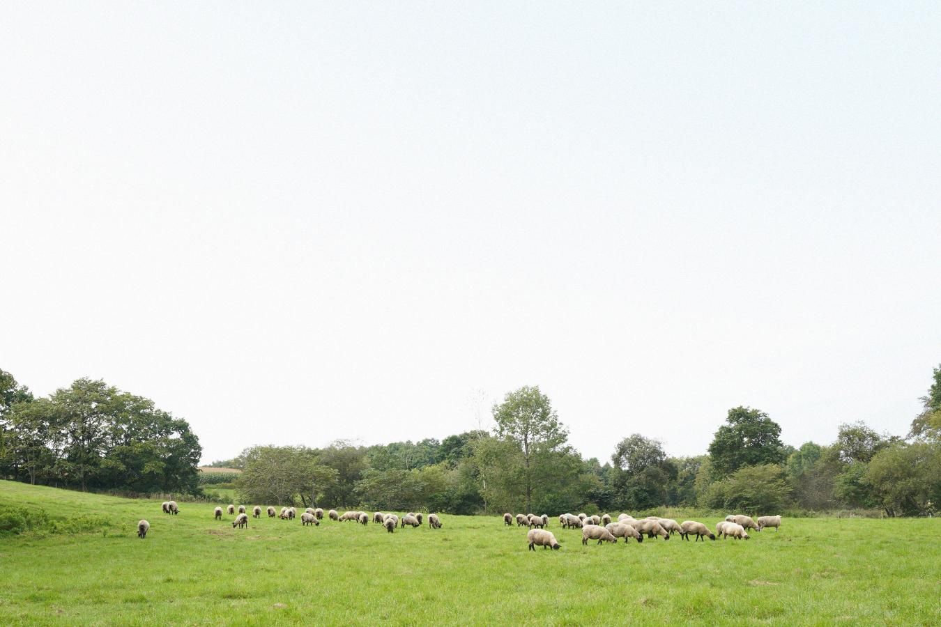 JAPAN WOOL -̳ƻӻ-