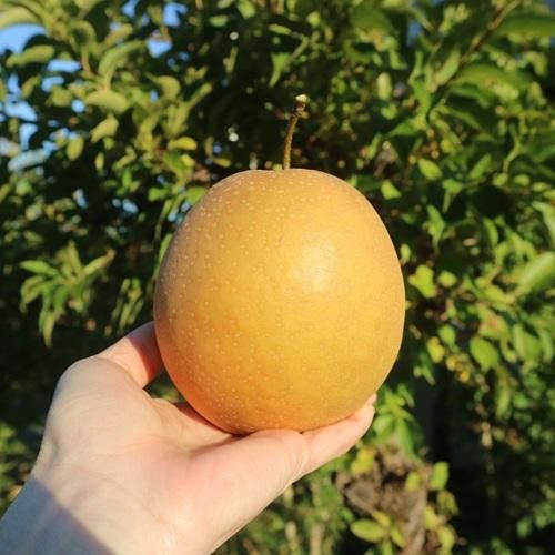 <img class='new_mark_img1' src='https://img.shop-pro.jp/img/new/icons14.gif' style='border:none;display:inline;margin:0px;padding:0px;width:auto;' />¤ʤʲ