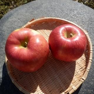 <img class='new_mark_img1' src='https://img.shop-pro.jp/img/new/icons14.gif' style='border:none;display:inline;margin:0px;padding:0px;width:auto;' />ι