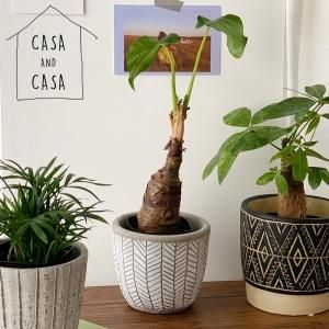 CASA & CASAۥإܡ꡼եץ󥿡 