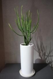 観葉植物 大阪市北区 梅田 西天満 お花屋 Grindel グリンデル フラワーショップ 観葉植物 大阪市北区 梅田 西天満 お花屋 Grindel グリンデル フラワーショップ