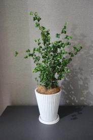 観葉植物 大阪市北区 梅田 西天満 お花屋 Grindel グリンデル フラワーショップ