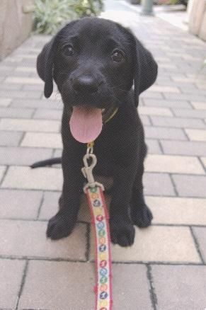 ポストカード 黒ラブ子犬 盲導犬を育てる会 チャリティグッズショップ ポストカード 黒ラブ子犬 盲導犬を育てる会 チャリティグッズショップ