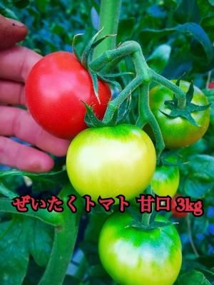 ؤǥ륱ȥޥȡ2.3kg ǥ륱̼ǤѺ߹äƤޤ