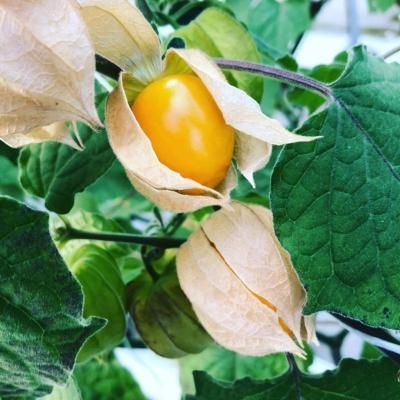 フルーツホオズキ - dealke