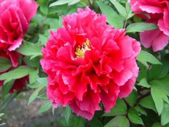 106050371.jpg?cmsp_timestamp=