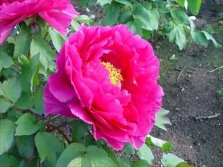 作家物 工房いとう 有田焼の牡丹柄三方浅鉢です。ピンクから紫色の牡丹に藍色 作家物 工房いとう 有田焼の牡丹柄三方浅鉢です。ピンクから紫色