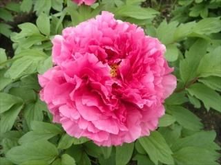 牡丹苗通販｜桃色系｜中村農園｜島根県松江市-大根島-