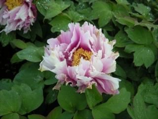 牡丹花 Amazon｜家の装飾用の模擬牡丹の花 - リアルな牡丹の花 3 個