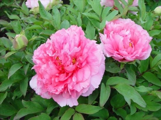 ボタン苗通信販売 花貴獅子 中村農園品種改良牡丹 オリジナル牡丹販売 島根県松江市 大根島 ボタン苗通信販売 花貴獅子 中村農園品種改良牡丹 オリジナル牡丹販売 島根県松江市 大根島