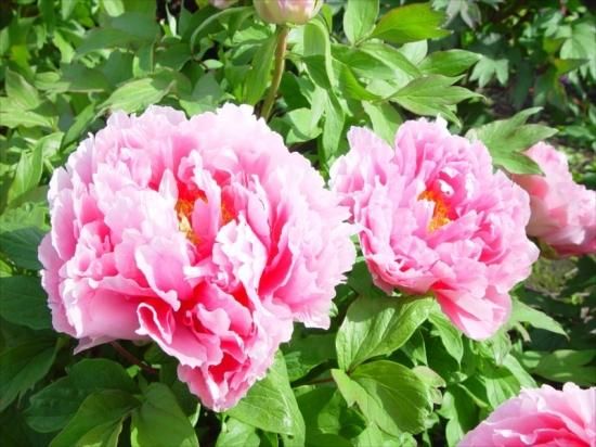 ぼたん苗販売｜向原- 中村農園｜オリジナル牡丹育種｜島根県松江市│大根島