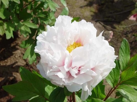 牡丹の苗木 花競 特大株 牡丹の苗木 花競 特大株 - メルカリ