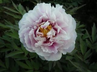 牡丹苗通販｜藤色・紫色系｜中村農園｜島根県松江市-大根島-