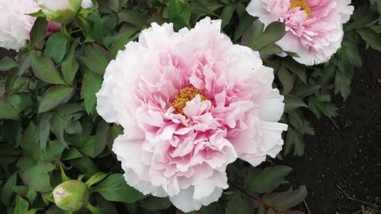 秋牡丹苗｜五月女‐ 中村農園｜オリジナル牡丹育種｜島根県松江市│大根島