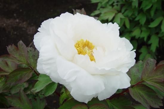 秋牡丹苗｜白珠門‐ 中村農園｜オリジナル牡丹育種｜島根県松江市│大根島