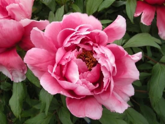 秋ぼたん苗木｜出雲神楽-中村農園｜オリジナル牡丹販売｜島根県松江市