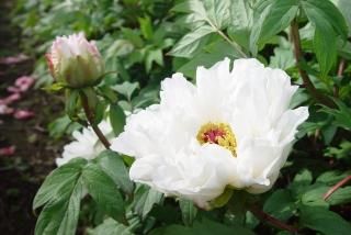 中村農園オリジナル牡丹 - 中村農園｜牡丹販売｜島根県松江市(大根島)