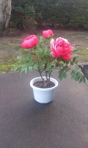 正月用牡丹販売・通販(3輪咲き) - 中村農園｜冬牡丹販売｜島根県松江