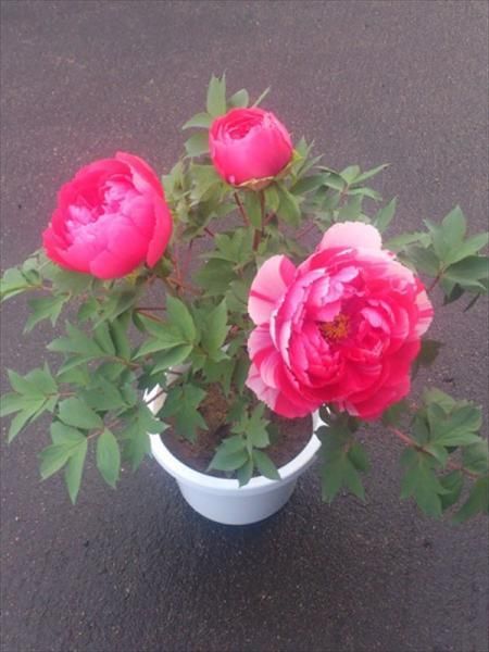 正月用牡丹販売・通販(3輪咲き) - 中村農園｜冬牡丹販売｜島根県松江