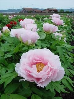 中村農園オリジナル牡丹 - 中村農園｜牡丹販売｜島根県松江市(大根島)