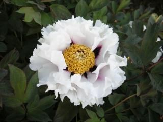 新品種牡丹の通販 - 中村農園｜牡丹販売｜島根県松江市(大根島)