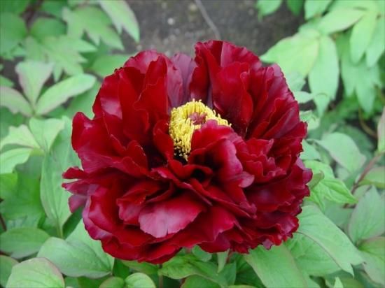 秋牡丹苗老舗｜不夜城 - 中村農園の品種改良牡丹｜オリジナル牡丹販売