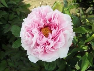 牡丹花 Amazon｜家の装飾用の模擬牡丹の花 - リアルな牡丹の花 3 個