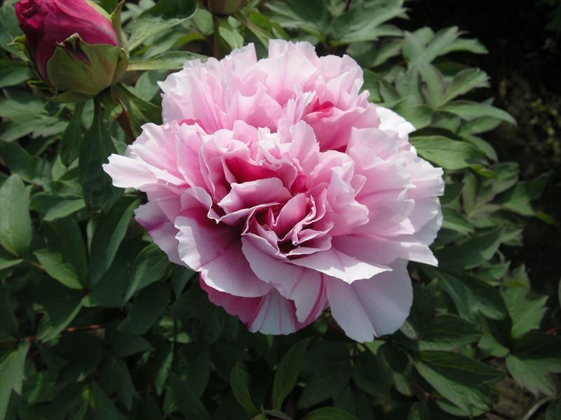 紅白牡丹苗｜王華錦- 中村農園｜プレミアム牡丹販売｜島根県松江市│大根島