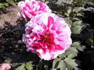 在来種牡丹 - 中村農園｜牡丹販売｜島根県松江市(大根島)