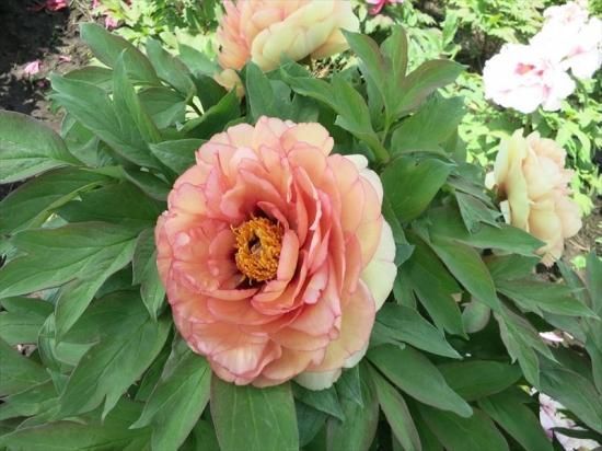 牡丹苗販売｜赤銅の輝-中村農園｜新品種牡丹販売｜島根県松江市│大根島