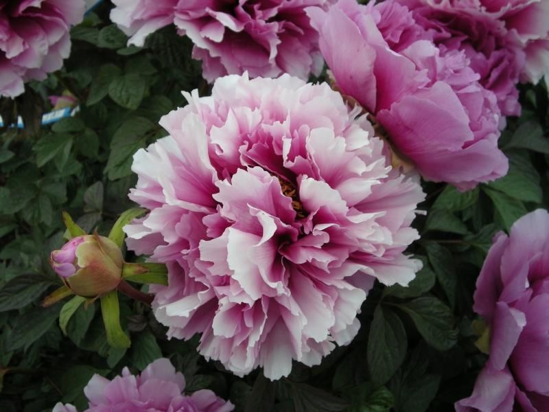 牡丹苗販売｜プレミアム牡丹セット - 中村農園｜牡丹販売｜島根県松江