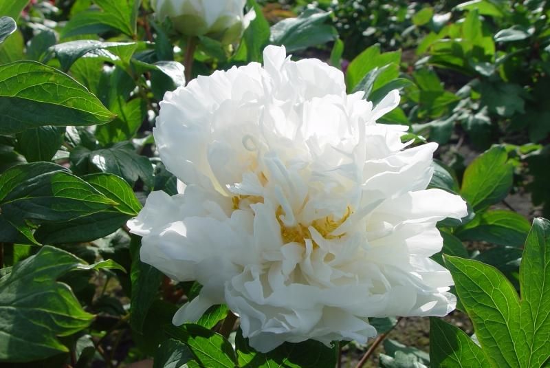 牡丹苗販売｜プレミアム牡丹セット - 中村農園｜牡丹販売｜島根県松江