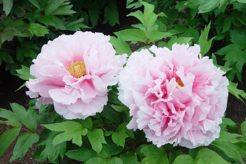 牡丹苗販売｜プレミアム牡丹セット - 中村農園｜牡丹販売｜島根県松江