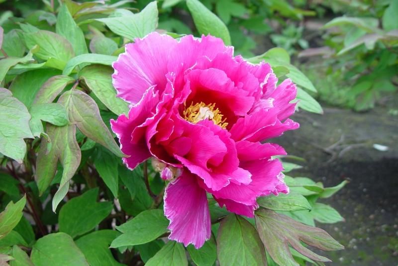 牡丹苗販売｜プレミアム牡丹セット - 中村農園｜牡丹販売｜島根県松江