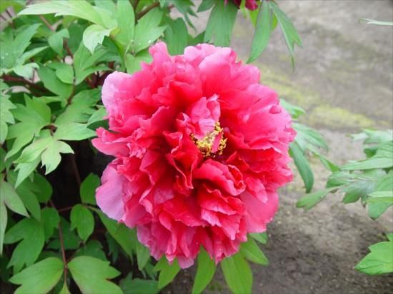 牡丹苗木販売｜晃花殿‐ 中村農園｜オリジナル牡丹販売｜島根県松江市