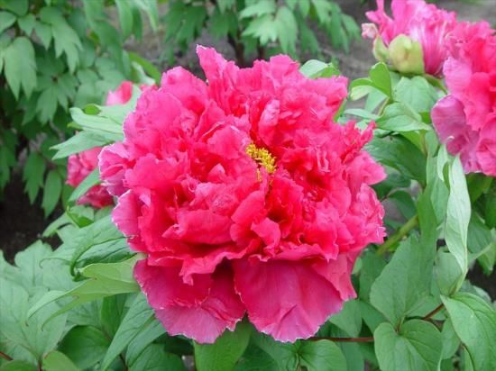 秋牡丹苗木｜紅輝獅子 - 中村農園｜牡丹販売｜島根県松江市│大根島