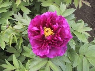 牡丹様 000000002529-02-l.jpg?t=