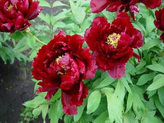 牡丹苗販売｜牡丹苗通販｜中村農園｜島根県松江市八束町│大根島