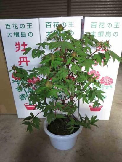 寒牡丹苗販売 正月牡丹販売 中村農園 島根県松江市 大根島