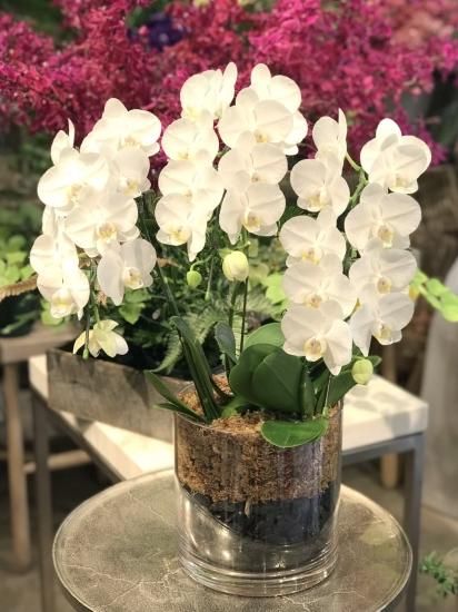 ミディ胡蝶蘭白3本立寄せ植え Bicolore ビコロール スリー Reflechir Kyoko Fujita